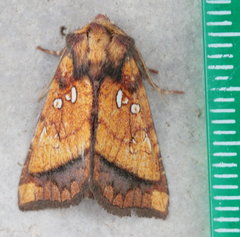 Papaipema leucostigma