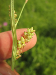 Carex conoidea