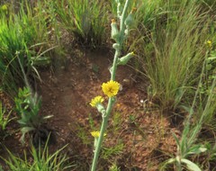 Hieracium longipilum