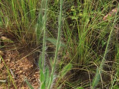 Hieracium longipilum
