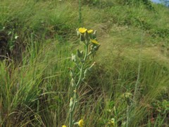 Hieracium longipilum