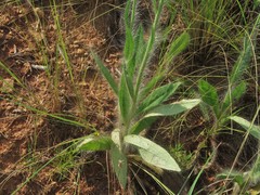 Hieracium longipilum