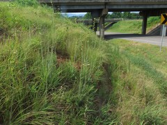 Hieracium longipilum