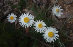 Chrysocephalum baxteri