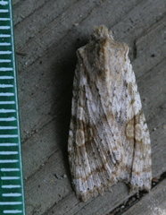 Lithophane bethunei