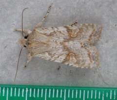 Lithophane bethunei