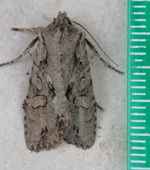 Lithophane disposita