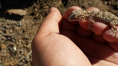 Tarentola fascicularis