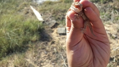 Tarentola fascicularis