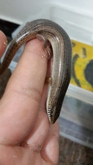 Chalcides ocellatus