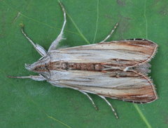 Cucullia convexipennis