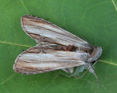 Cucullia convexipennis