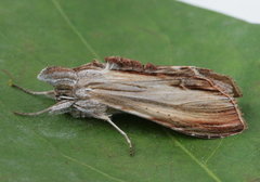 Cucullia convexipennis