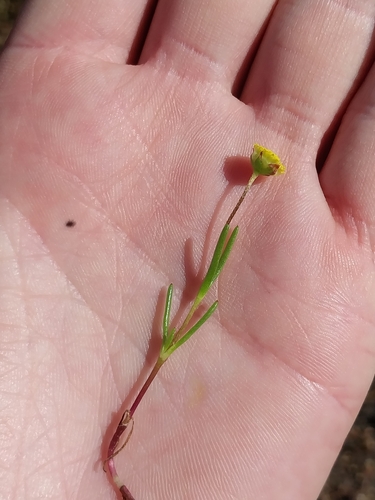 Salt Buttons (Cotula eckloniana)