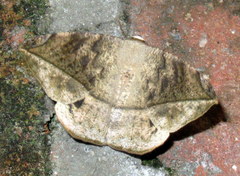 Oxydia vesulia