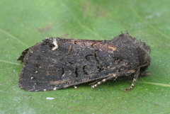 Melanchra assimilis