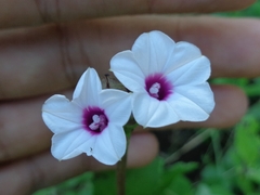 Ipomoea sagittifolia