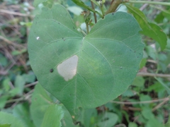 Ipomoea sagittifolia