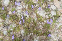 Campanula excisa