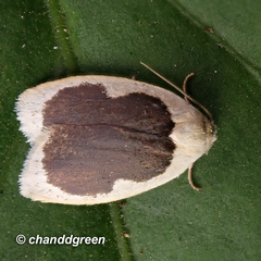 Pseudoblabes oophora