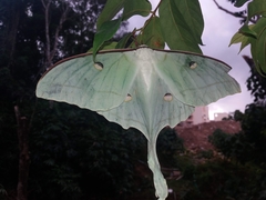 Actias selene