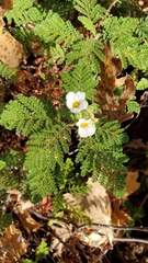 Chamaebatia foliolosa