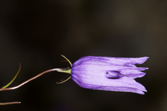 Campanula excisa