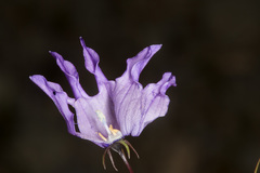 Campanula excisa