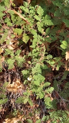 Chamaebatia foliolosa