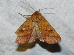 Pyrrhia cilisca