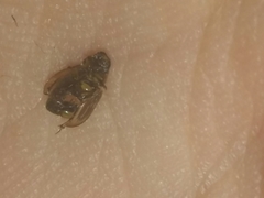 Labarrus cincticulus