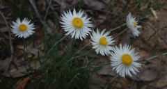 Chrysocephalum baxteri