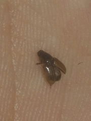 Labarrus cincticulus