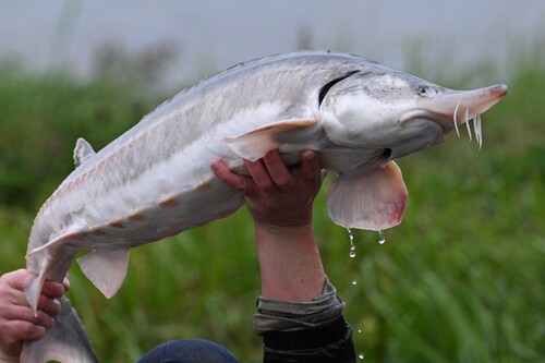 Beluga sturgeon