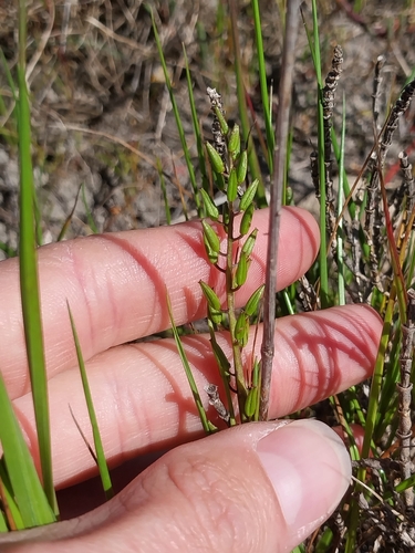 Triglochin bulbosa, photograph 5