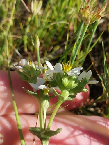 White Yellowwort (Sebaea albens)