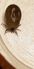 Ixodes scapularis