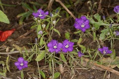 Legousia speculum-veneris