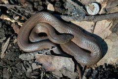 Virginia valeriae elegans