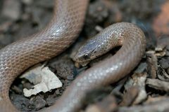 Virginia valeriae elegans