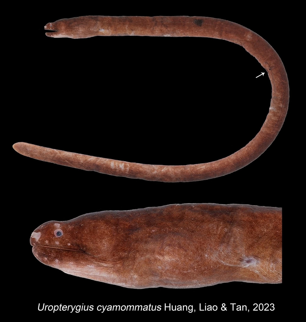 Uropterygius cyamommatus