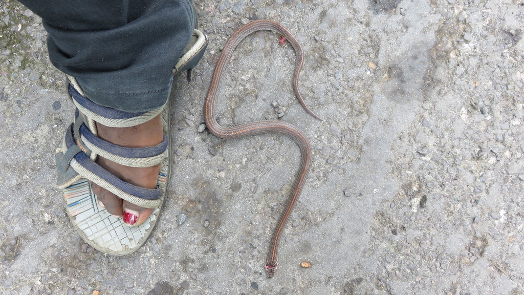 Andaman Black Kukri Snake (Oligodon woodmasoni)