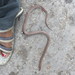 Andaman Black Kukri Snake - Photo (c) Snehaa Sundaram, some rights reserved (CC BY-NC), uploaded by Snehaa Sundaram