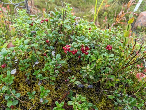 Lingonberry