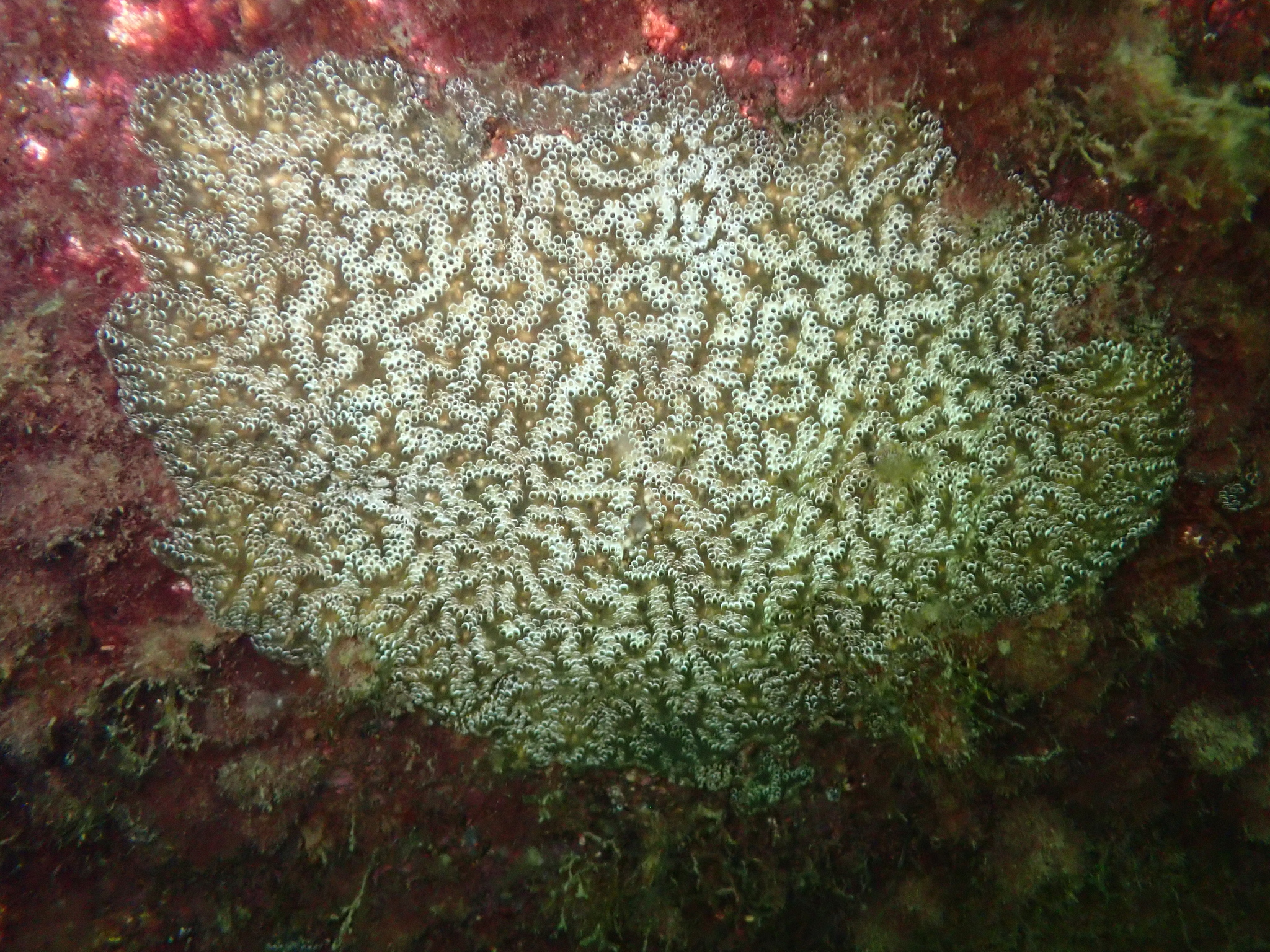 Distaplia bermudensis Van Name, 1902