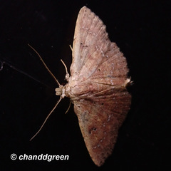 Cerynea punctilinealis