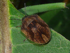 Homaemus aeneifrons