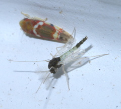 Apedilum elachistus