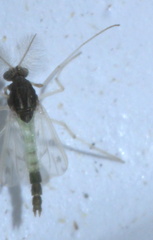 Apedilum elachistus