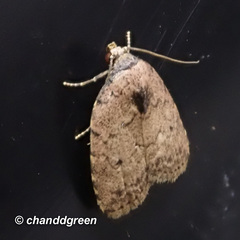 Anachrostis